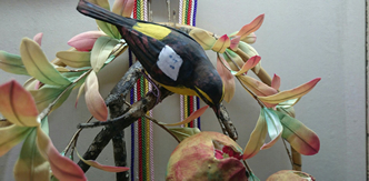 ザクロの実る頃