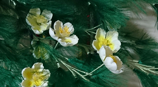 梅花藻(ばいかも)