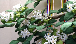 夏みかんの花咲く